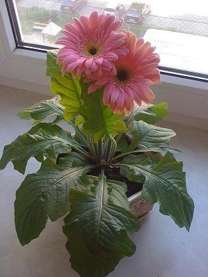 Наталья Гаврилина