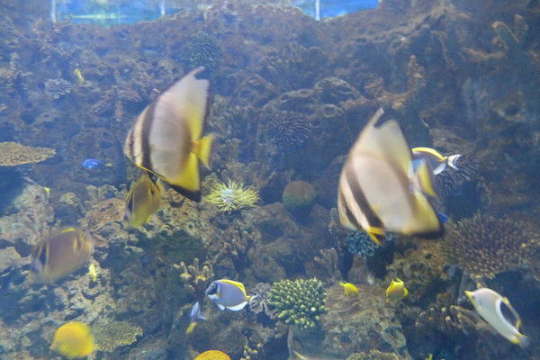 Николай Мишунин