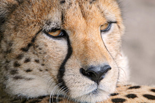 Сергей Маслов