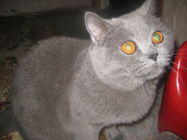 Леонид Зайцев