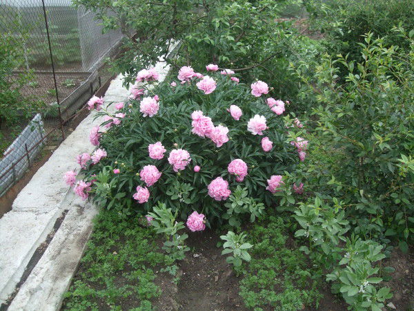 Татьяна Баландина