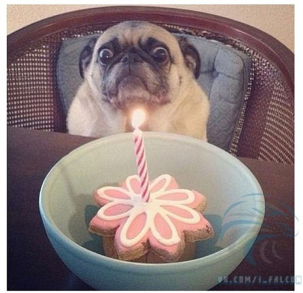 Металлург Чугунный