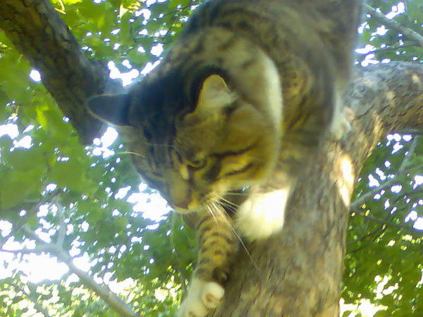 Розочка Мурсалимова