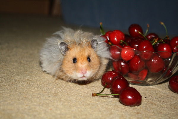 Елена Кулагина