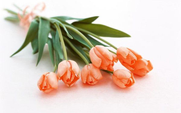 Ксения Сотникова (Толочко)