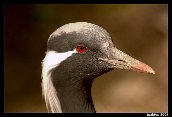 Вероника Лапаева