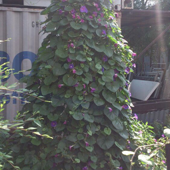 Олег Иванов