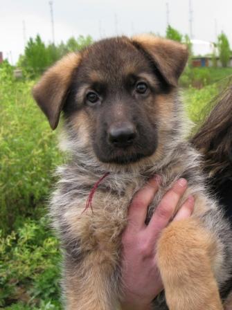 Наталья Лучникова