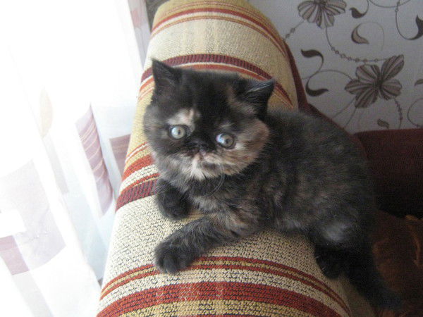 Лариса Долгих