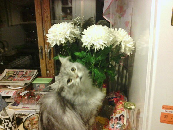 Аллычик Магомедова