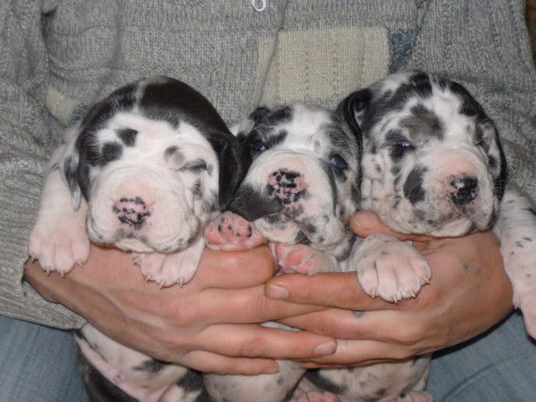 Александр Самойлов