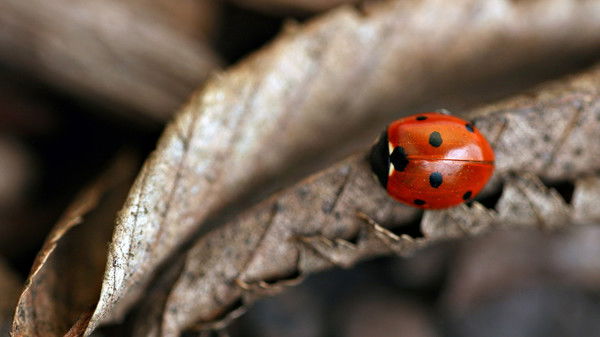 Александр Вышинский