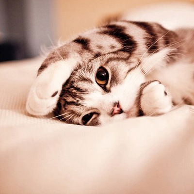 Александра Решетова