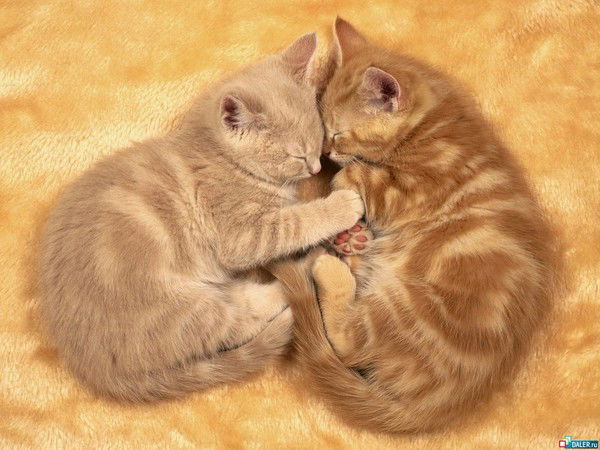 Елена Мамочка