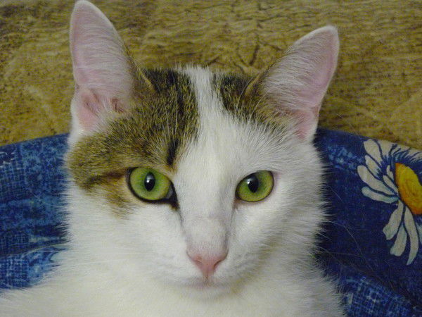 Михаил Солдатов