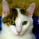 Михаил Солдатов