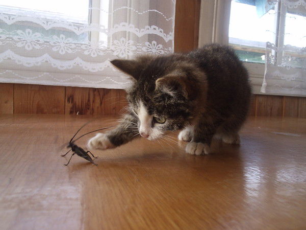 Марина Комарова