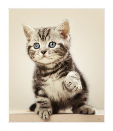 Данил Мосин