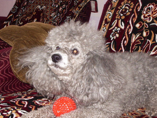 Александр Максимов