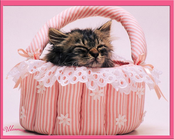 Нармин Ибрагимзаде