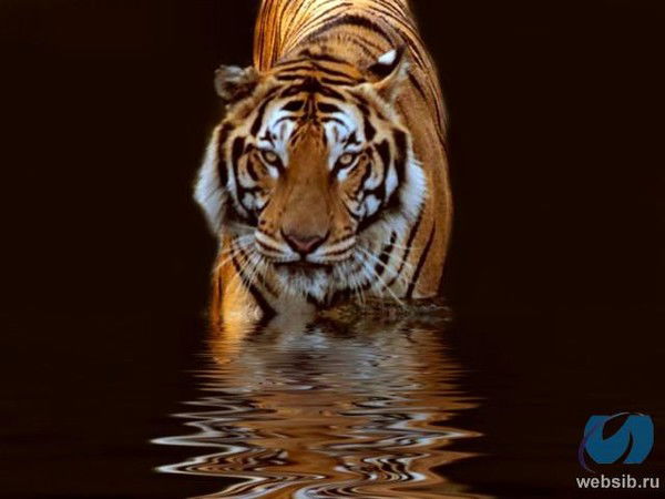 Экспресс Деньги Нефтеюганск