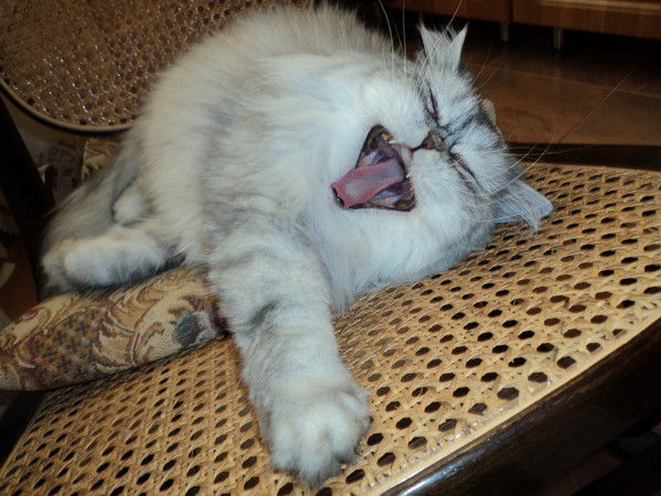 Дмитрий Сорокин