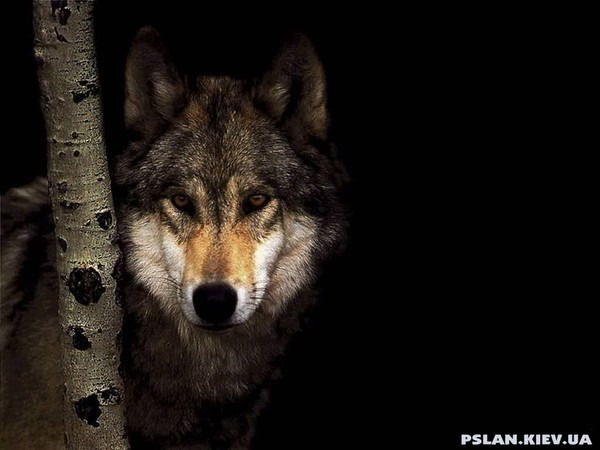 Сакен Гумаров