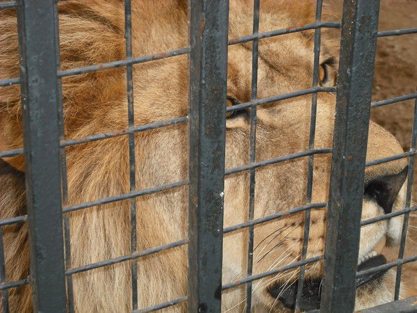 Кавказcкий Пленник