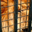 Кавказcкий Пленник