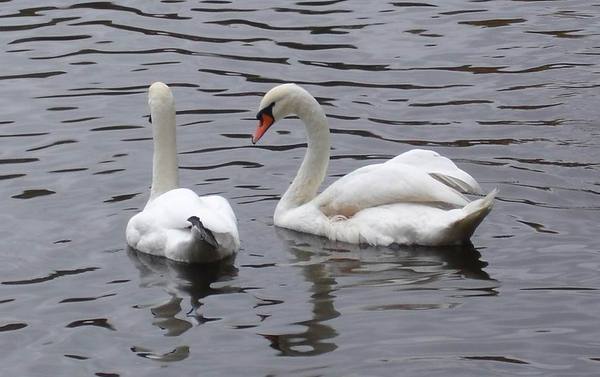 Ольга Ольга