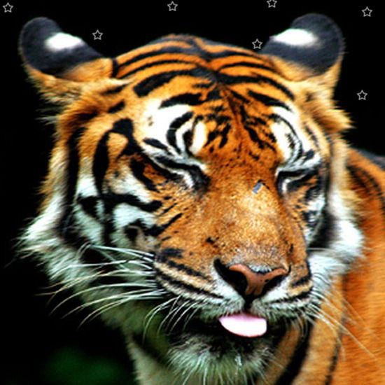 Дмитрий Никитишен