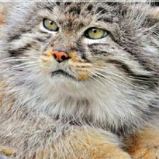 Денис Жаворонков