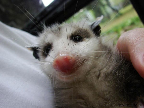 Last Opossum