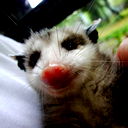 Last Opossum