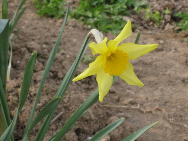 Света Суходоля