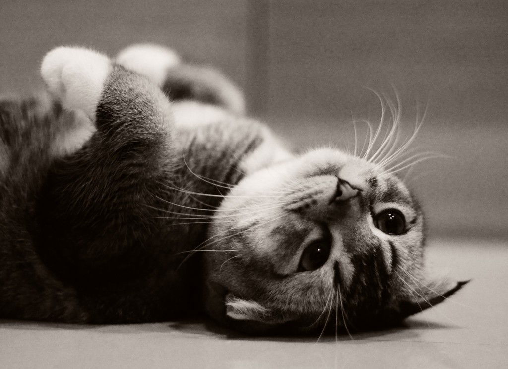 Ольга Мишина