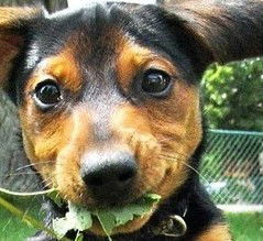 Дмитрий Усламин