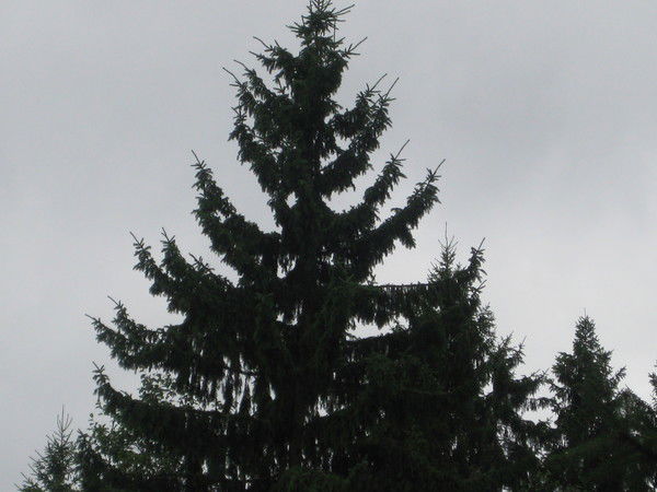 Елена Куприенко