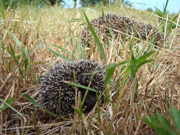 Эльвира Калмыкова