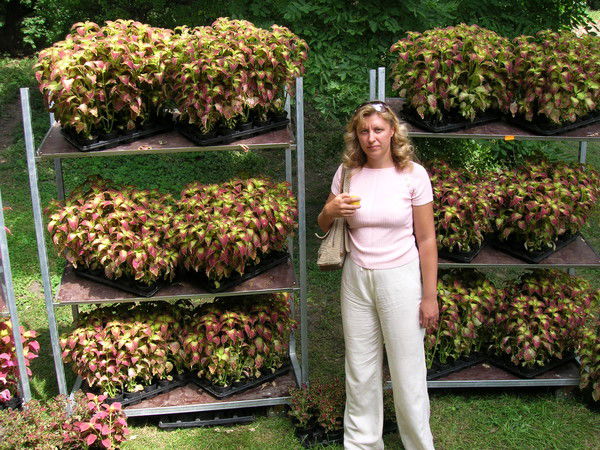 Елена Томашенко