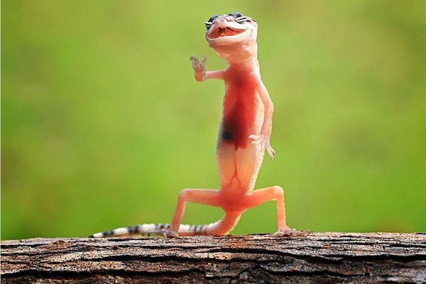 Аркадий Загиров