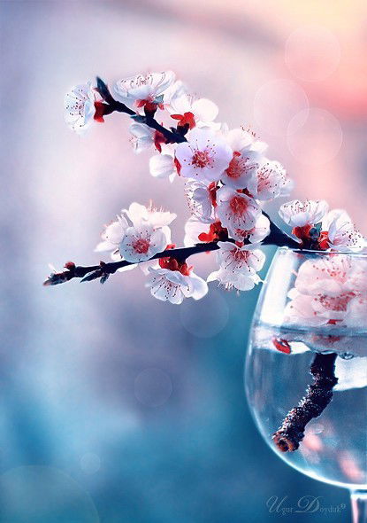 Лапай Анастасия