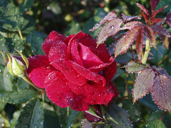 Нина Дмитриева