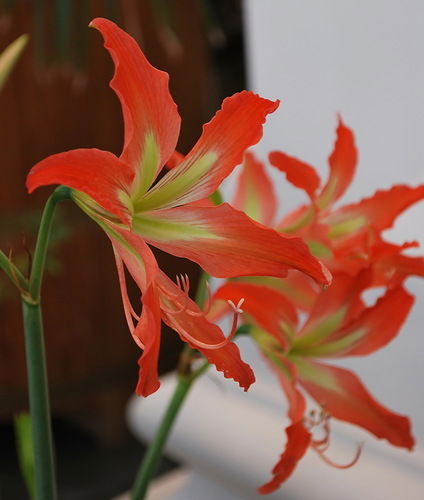 Чен Дмитрий