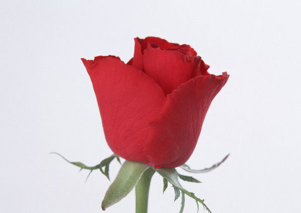 Шолпан Аманкулова