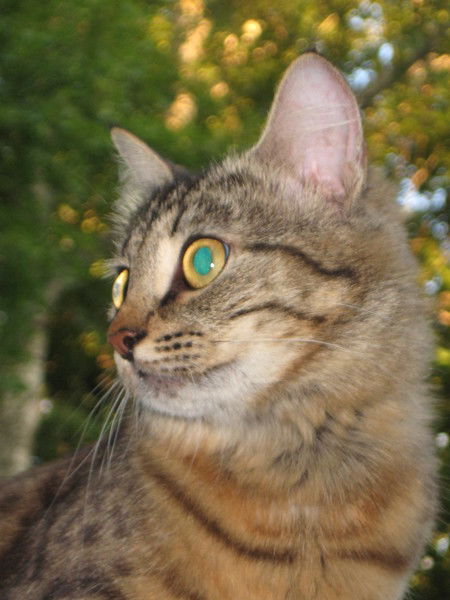 Ирина Шляхова