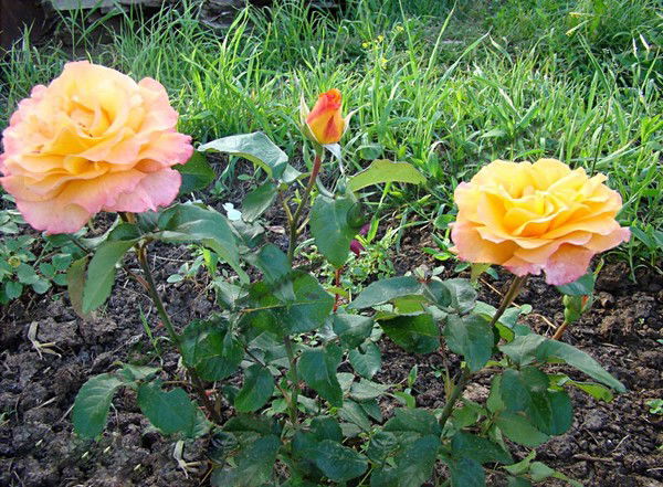 Анна Заводская