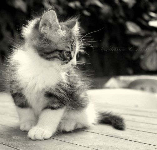 Анастасия .