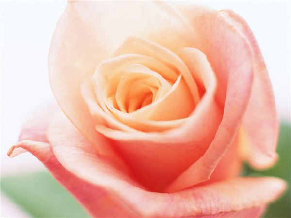 Алимханова Арай