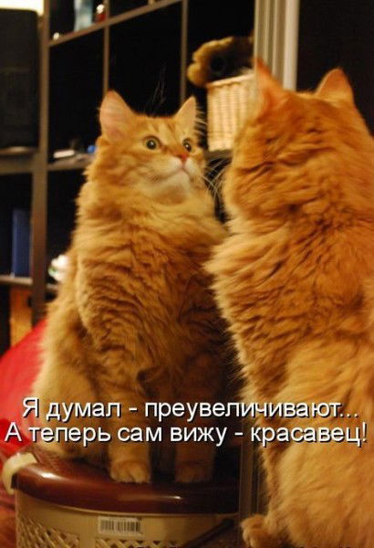 Анатолий Сорокин